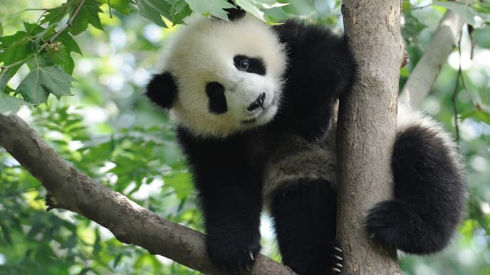 Pandas im Herzen Chinas in Chengdu