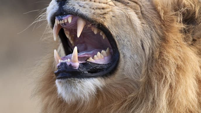 Wildlife-watching in Chobe National Park