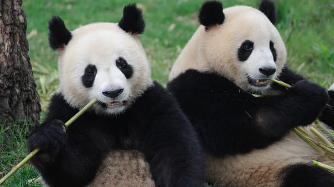 See China's Giant Pandas