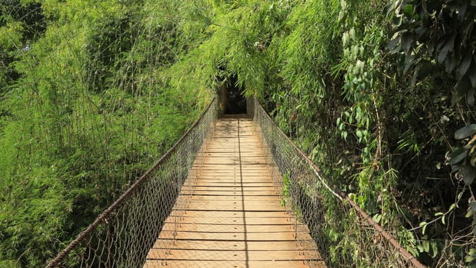 Enjoy a Full Day of Trekking in the Lush Jungle