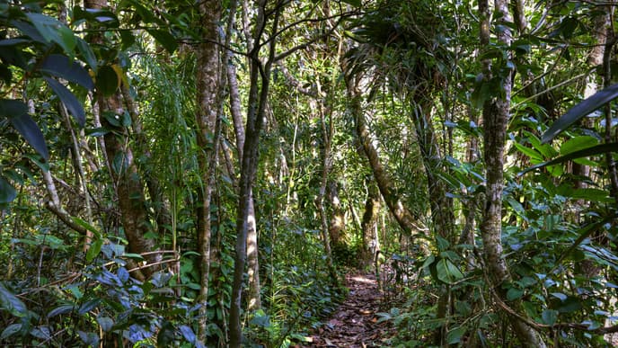 Farmen im Atlantischen Regenwald