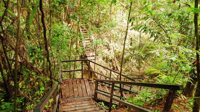 Walk Across the Rainforest Canopy