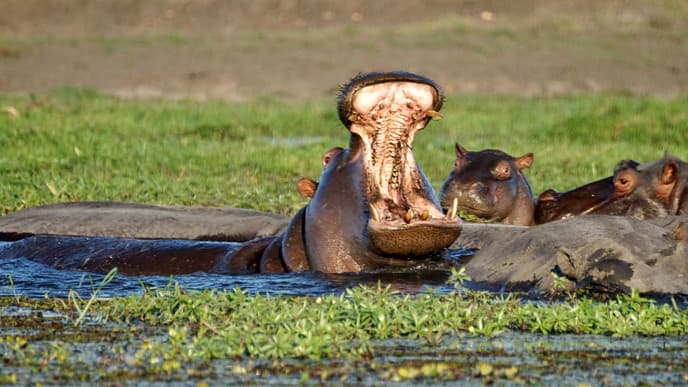 Graue Riesen am Fluß
