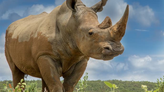 The Ngorongoro Crater, Largest Caldera in the World