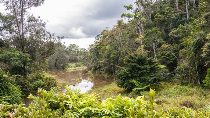 Explore Andasibe National Park