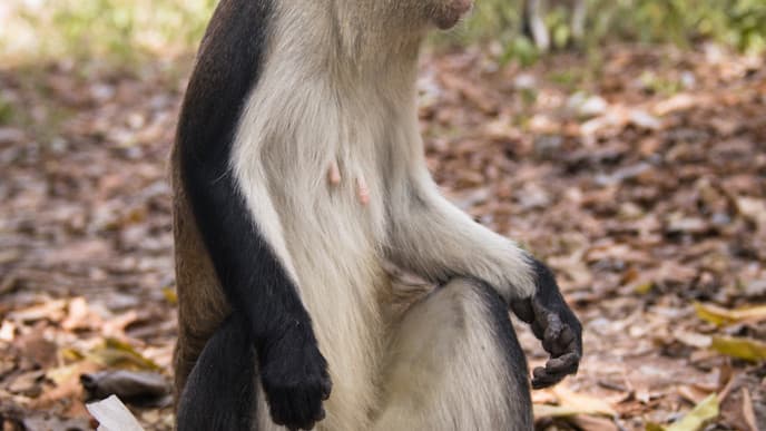 Visit A Monkey Sanctuary In Tafi Atome