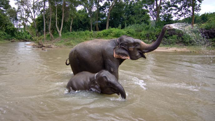 Mae Wang Elephant Sanctuary