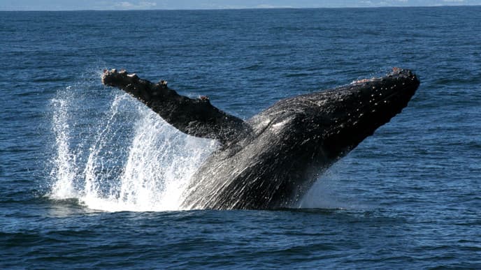Whale-watching & farm-to-table dining opportunities