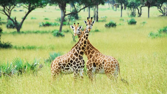 Go on a Game Drive at Murchison Falls National Park