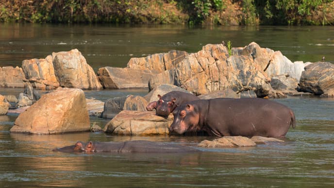 Whole day at Majete Reserve