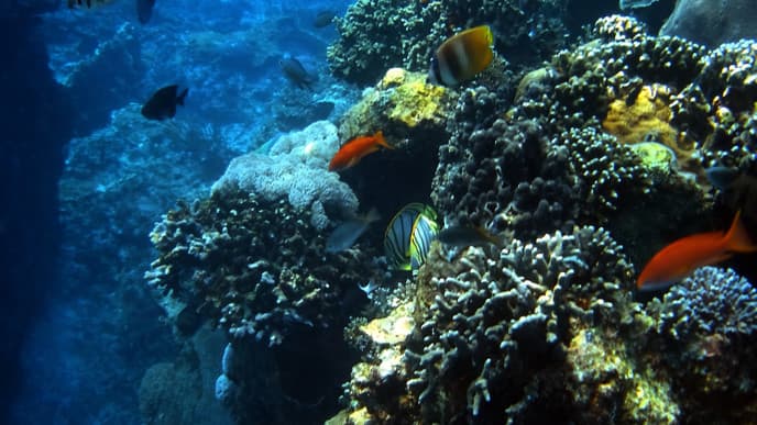 A wonderful snorkelling adventure