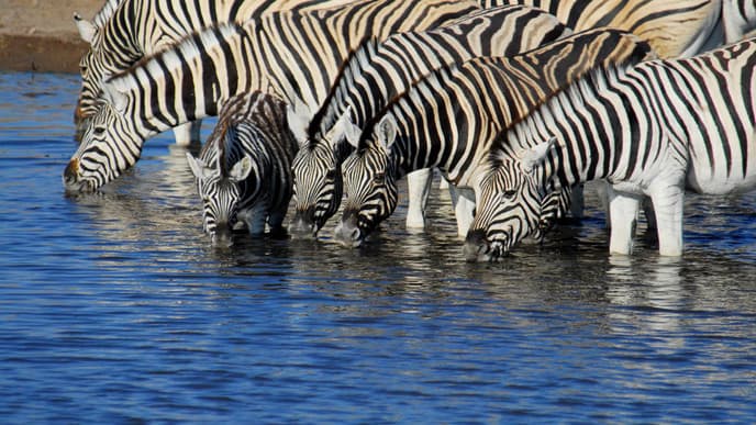 Zum berühmten Etosha Nationalpark
