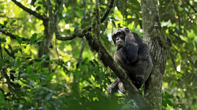 Off To Kibale National Park