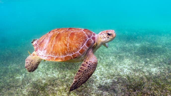 Turtles & Tulum