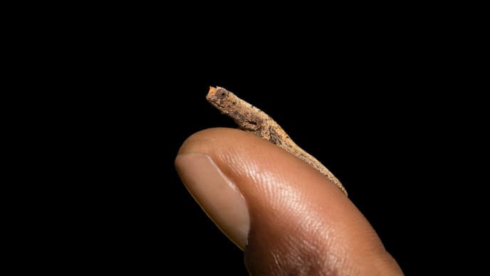 Vulkane, Wasserfälle & das kleinste Chamäleon der Welt