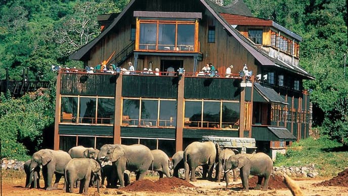 Stay at a Treetop Hotel in Aberdales