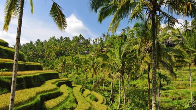 Ubud selbst entdecken