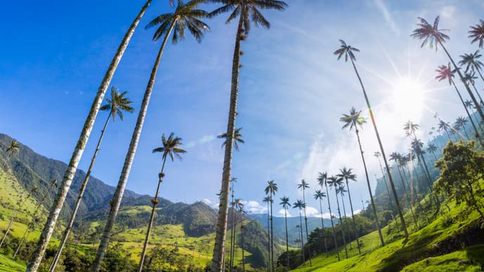 Drive Through Cocora Valley