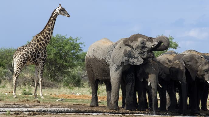 Wildlife pur im Etosha Nationalpark