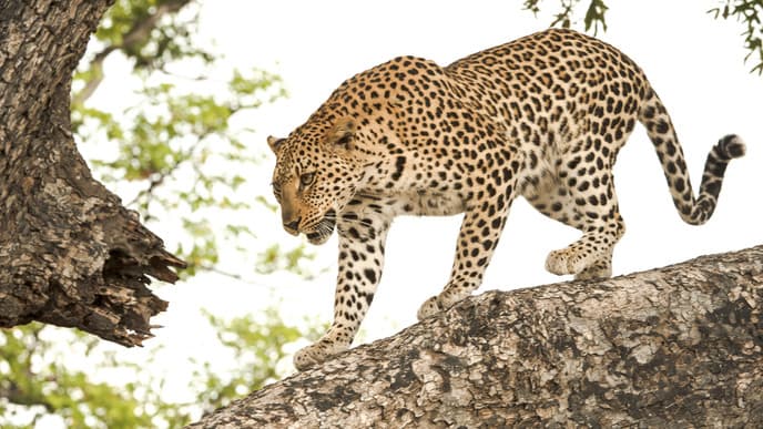 Shinde big game