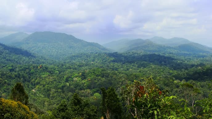 Hoch hinaus in die Cameron Highlights