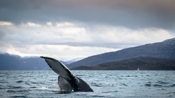 All aboard for awe-inspiring whale watching