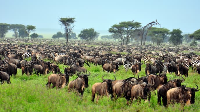 Serengeti Nationalpark