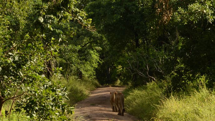 Arrival at Mkulumadzi Lodge