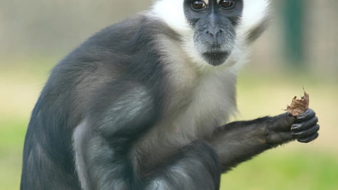 Waldspaziergang im Bugoma Forest