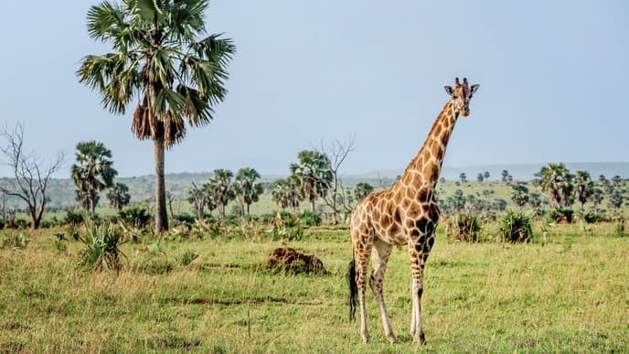 See The Stunning Murchison Falls
