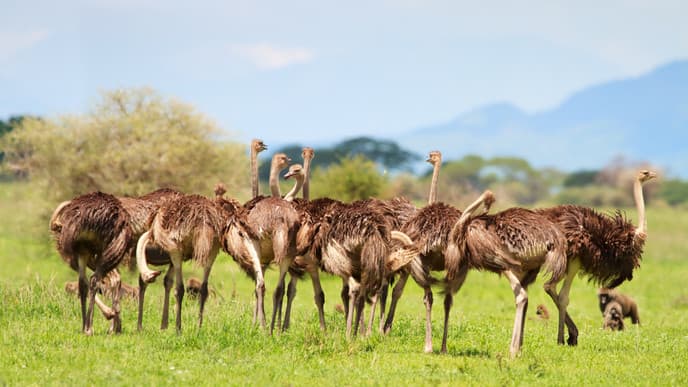 In the Green of Serengeti National Park