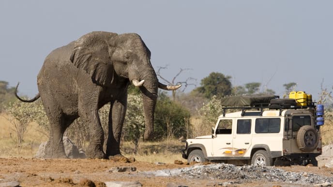 Safari-Erlebnis in der afrikanischen Natur