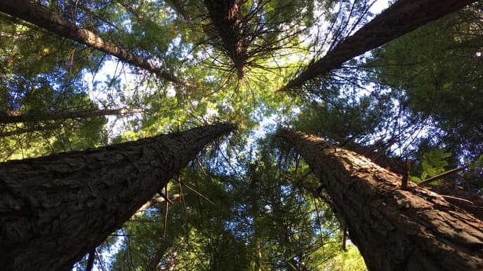 Night-time walk amongst redwoods