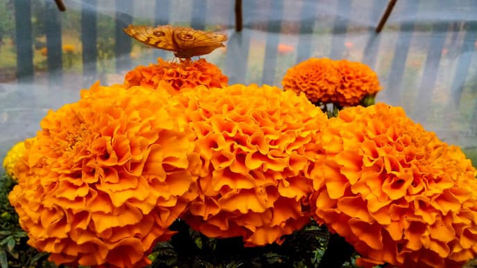 Marvel at Godawori Botanical Garden