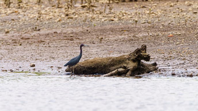 Krokodilsafari auf dem Weg gen Süden
