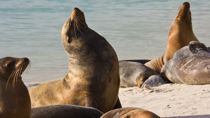 Farewell dinner by the sea