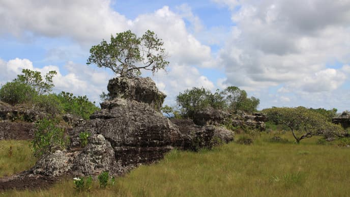 Discover the Pink Dolphins of Lage Nare