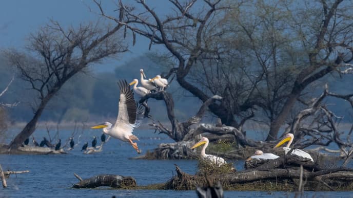 Birdwatching on Lake Chhatrasagar