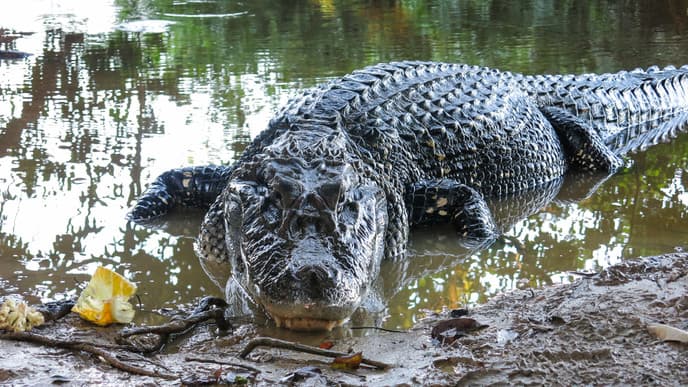 Let's see the capihuaras and piranhas