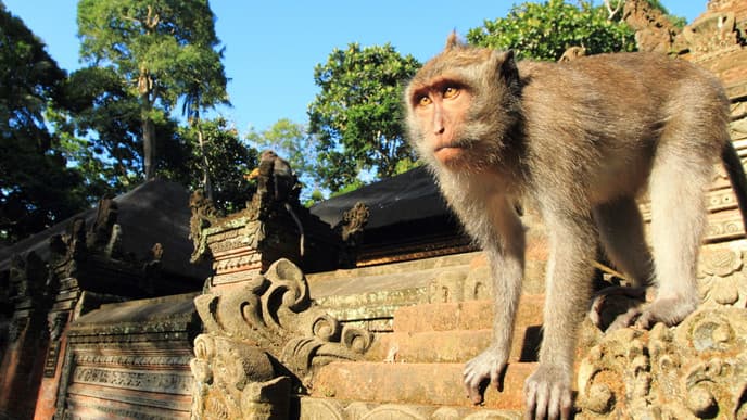 Ubud - das kulturelle Herz Balis