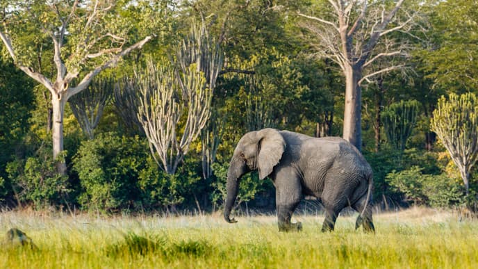 Safari in Liwonde
