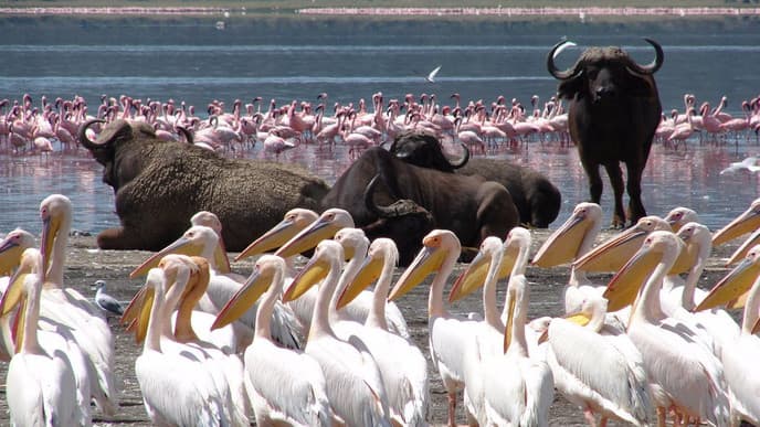 See the Swamplands of Lake Nakuru