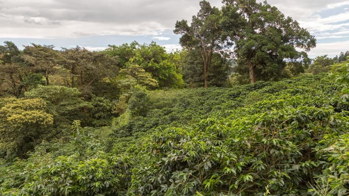 Bienvenidos en Costa Rica!