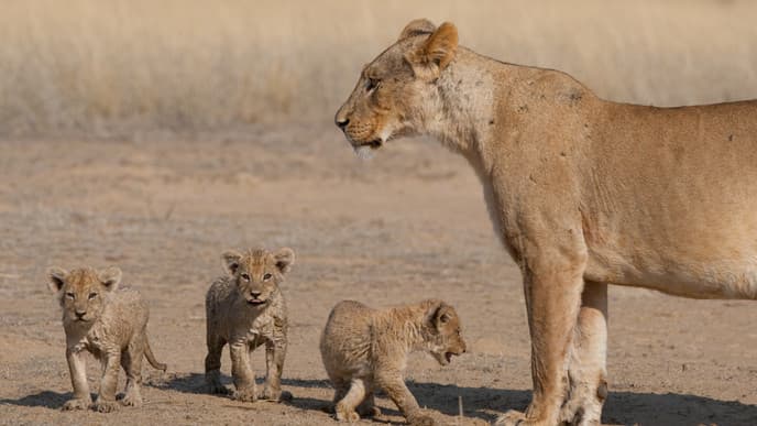Safari im Kgalagadi Transfrontier Park