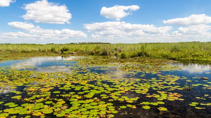 Wander through the wetlands
