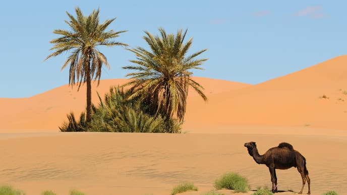 Extraordinary desert experience