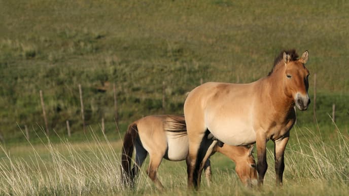 Die berühmten Przewalski-Pferde