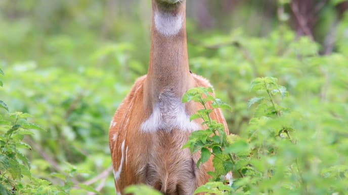 Wildlife Wonderland