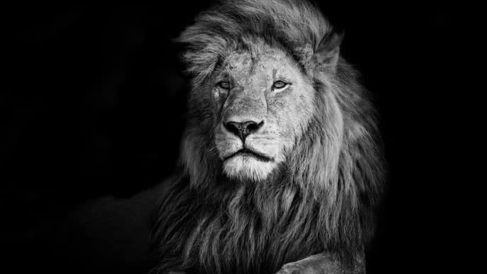 Safari zum Ngorongore Crater