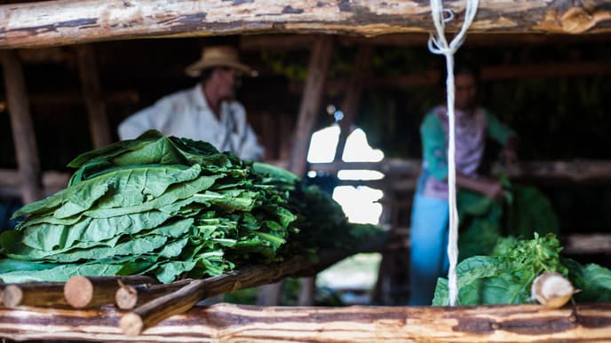 Die Tabakbauern von Viñales